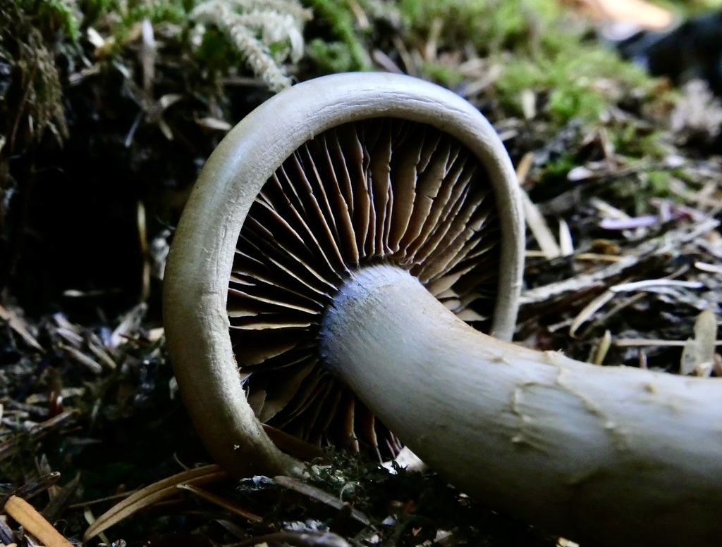 Cortinarius sp. 'Harrower95'