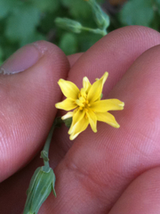 Lactuca virosa