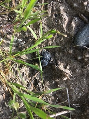 Microschatia inaequalis