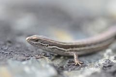 Oligosoma