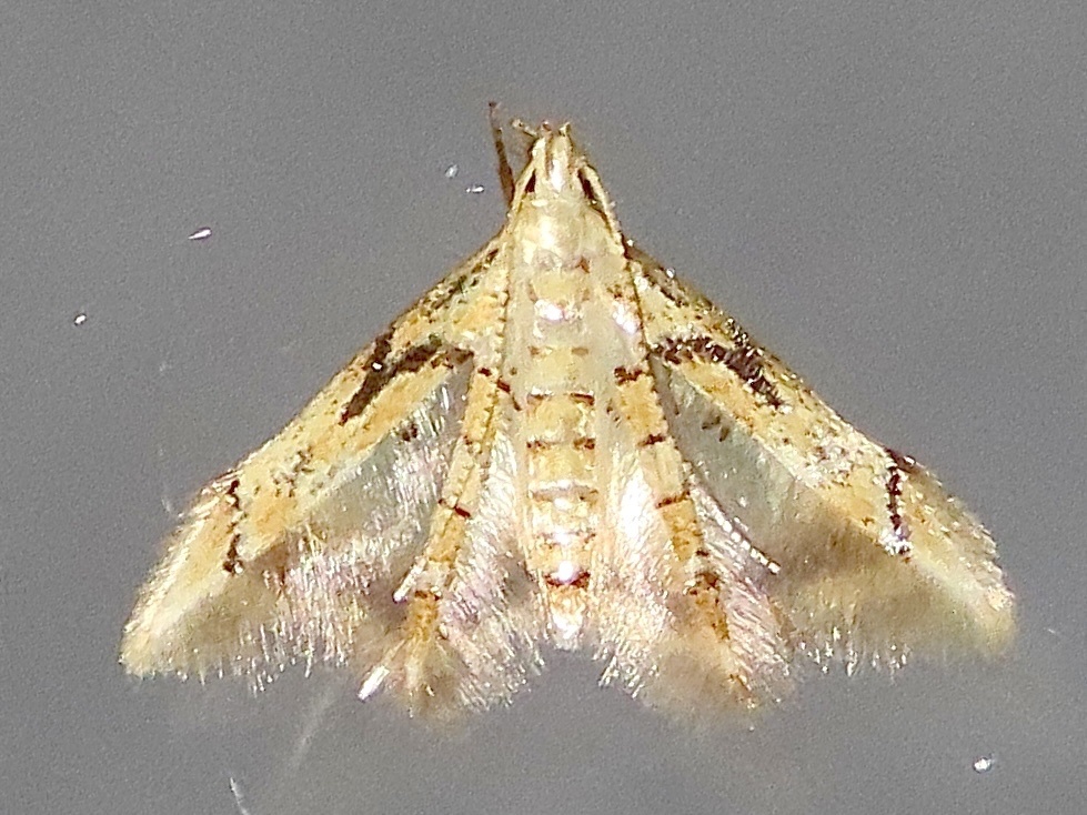 Epimarptidae