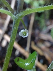 Nemophila parviflora