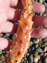 Lithodes santolla