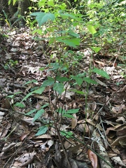 Toxicodendron radicans image