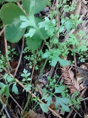 Nemophila parviflora