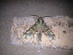 Callionima grisescens