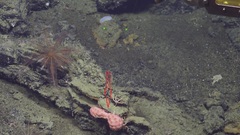 Pseudoanthomastus
