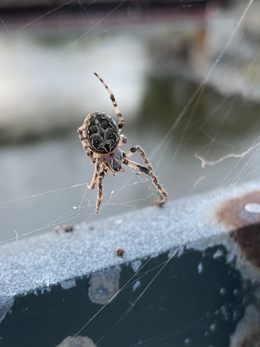 Grey Cross Spider photo 6