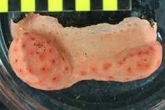 Pseudoanthomastus