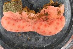 Pseudoanthomastus