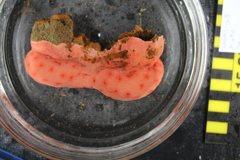 Pseudoanthomastus