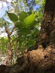 Toxicodendron radicans image