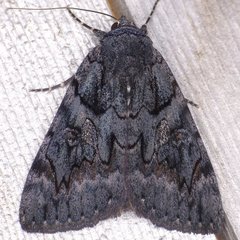 Catocala antinympha