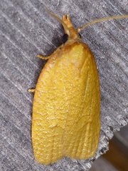 Sparganothis distincta
