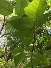 Toxicodendron radicans image