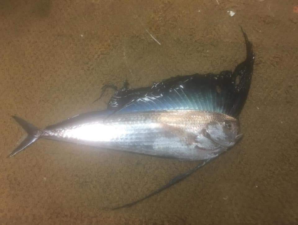 Pacific Fanfish