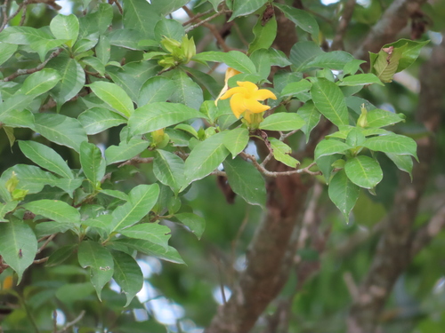 Image of Tabernaemontana grandiflora by (c) Jo Roberts, some rights reserved (CC BY)
