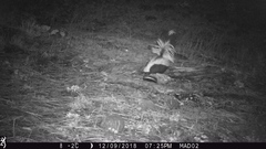 Mephitis mephitis estor