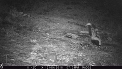 Mephitis mephitis estor