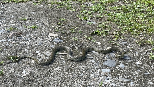 Pearl-banded Rat Snake