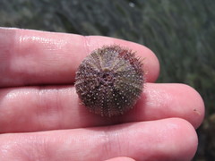 Pseudechinus magellanicus