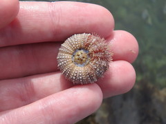 Pseudechinus magellanicus