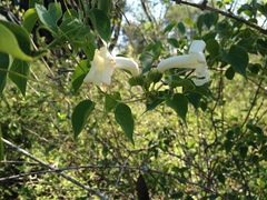 Amphilophium carolinae