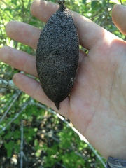 Amphilophium carolinae