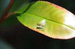 Condylostylus comatus