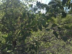 Amphilophium carolinae