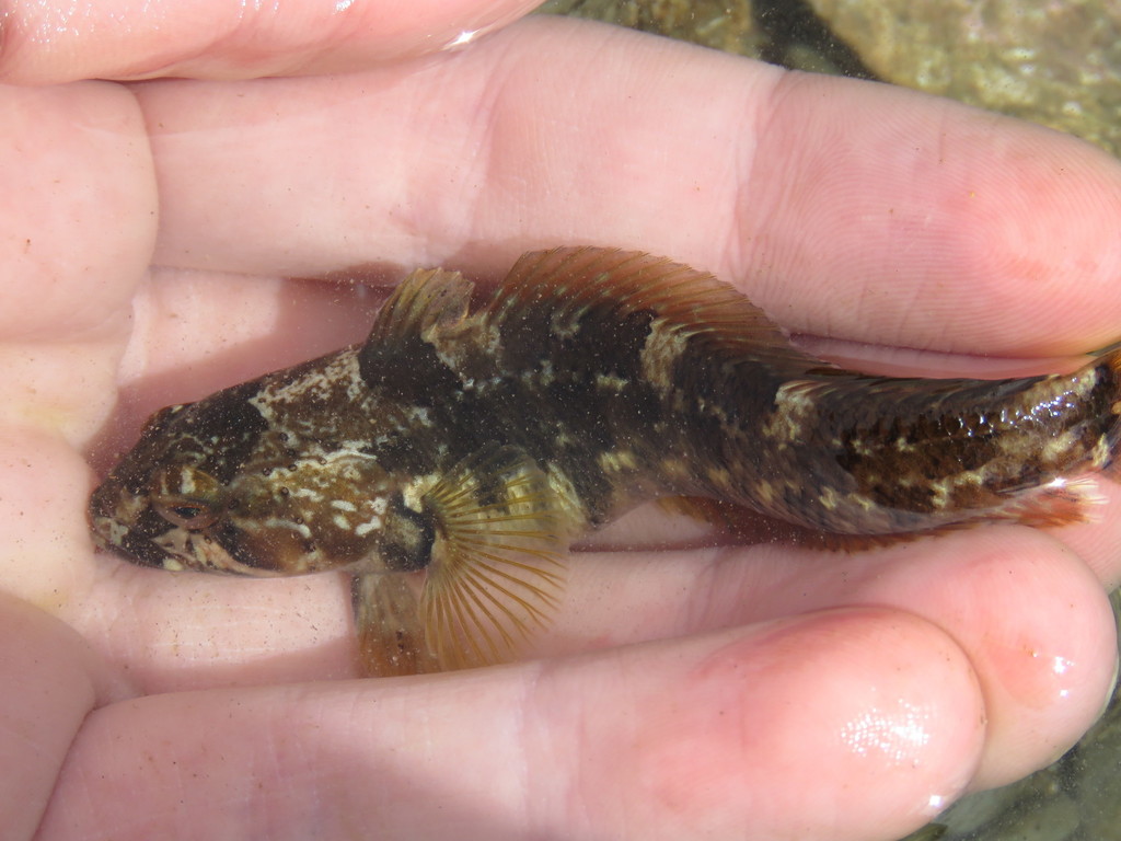 Nototenia
