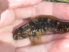 Patagonotothen cornucola