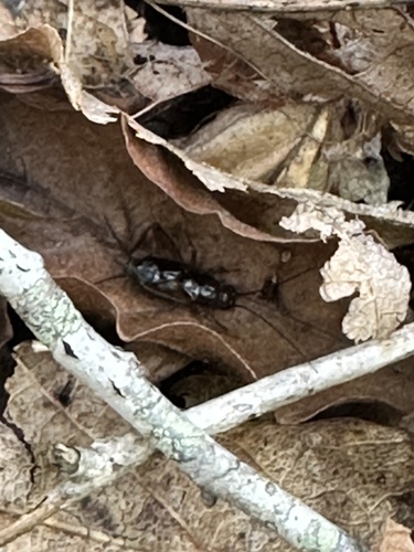 Carolina Ground Cricket photo 3