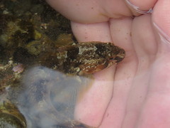 Patagonotothen cornucola
