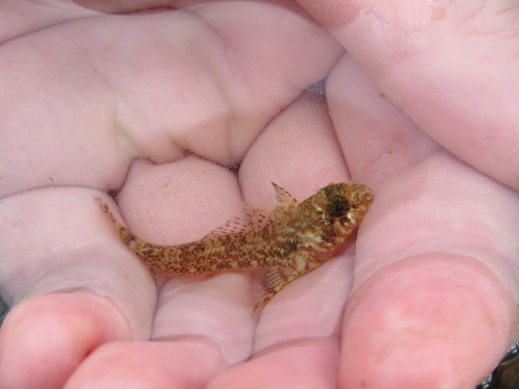Cunningham's Triplefin
