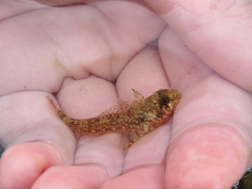 Helcogrammoides cunninghami