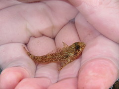 Helcogrammoides cunninghami