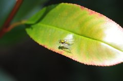 Condylostylus comatus