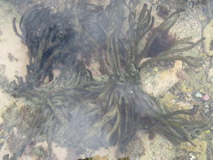 Codium fragile