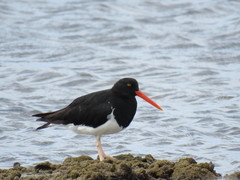 Haematopus leucopodus