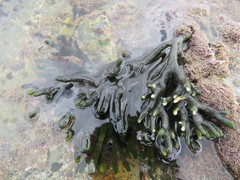 Codium fragile