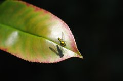 Condylostylus comatus