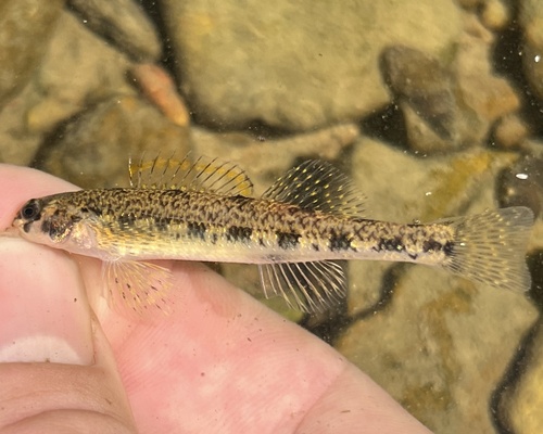 Warioto Darter