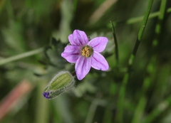 Erodium brachycarpum