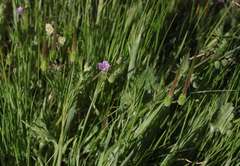 Erodium brachycarpum