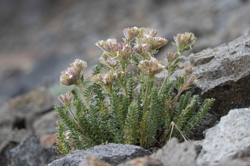 Skypilot (Polemonium eximium)