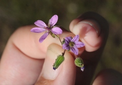 Erodium brachycarpum
