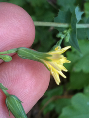 Lactuca virosa
