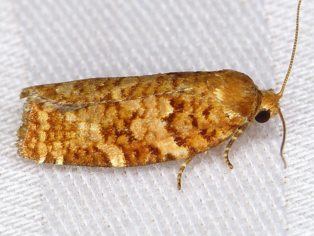 Jack Pine Budworm Moth