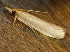 Peoria gematella